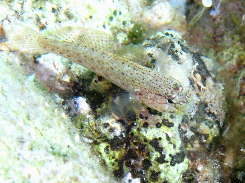 Gobius incognitus (M. Kovacic and R. anda, 2016) vs. Gobius bucchichi (Steindachner,1870)